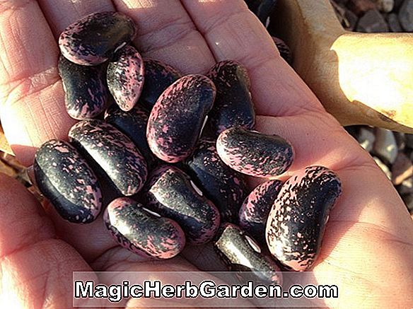 Phaseolus coccineus (Tarahumara Tekomari Scarlet Runner Bean) - #2