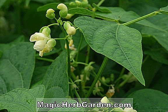Phaseolus vulgaris (Arikara gelbe Buschbohne)