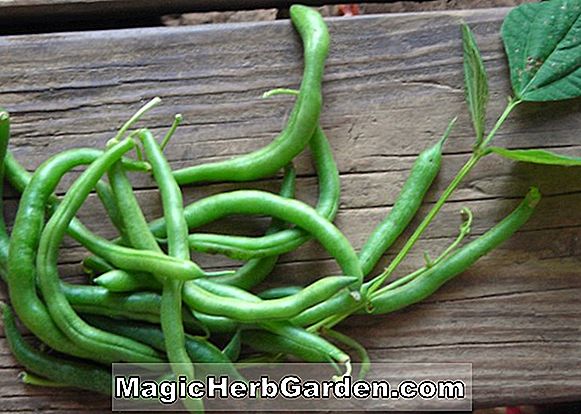 Phaseolus vulgaris (Bush kék tó 274 Snap Bean)