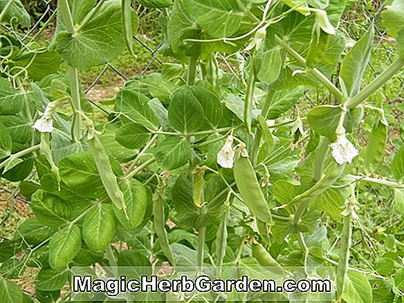 Phaseolus vulgaris (Kentucky Blue Bean)
