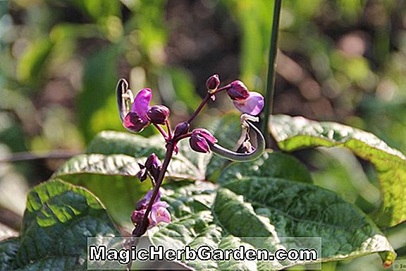 Phaseolus vulgaris (Royal Burgundy Bean)