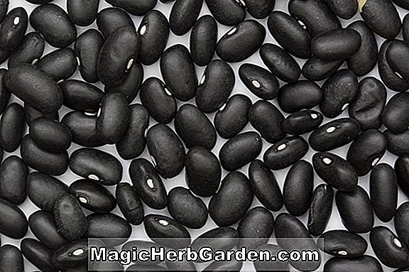 Phaseolus vulgaris (Montcalm Bean)