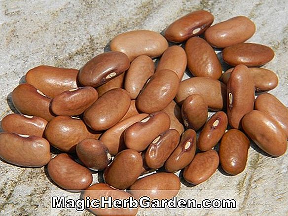 Planter: Phaseolus vulgaris (svenske Brown Bush Bean)