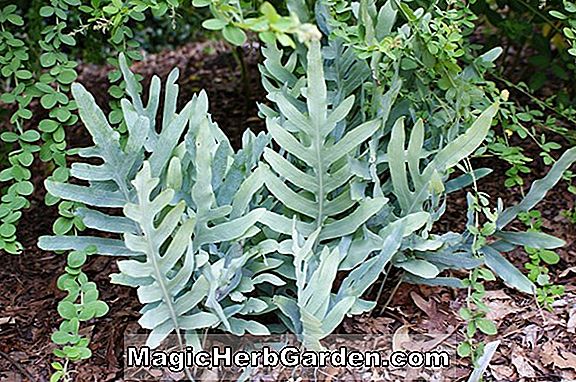 Planter: Phlebodium aureum (Undulatum Kaninfod Fern) - #2