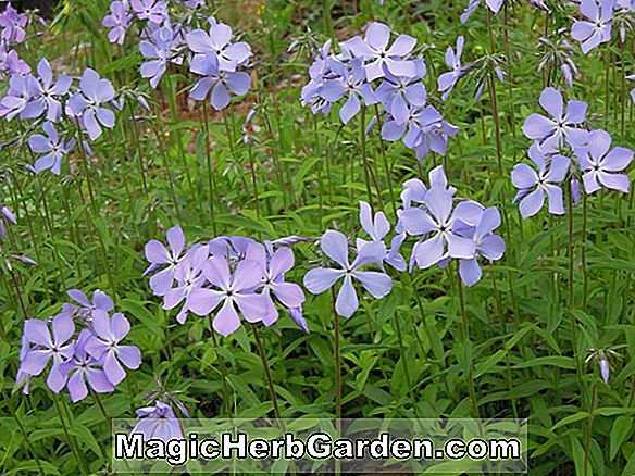 Planter: Phlox stolonifera (Sherwood Purple Phlox)