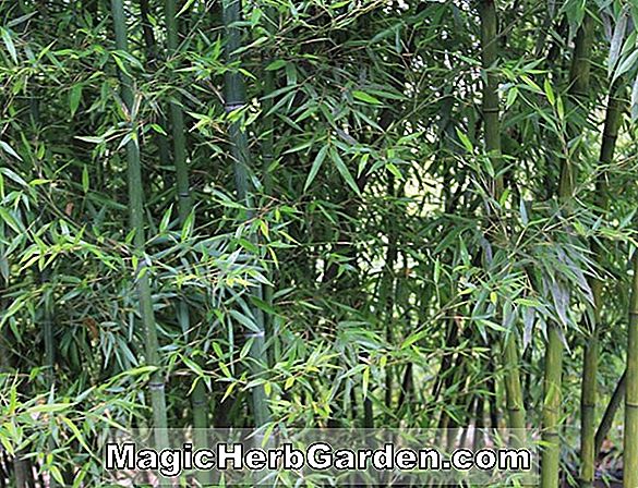 Phyllostachys meyeri (Meyers Bambus) - #2