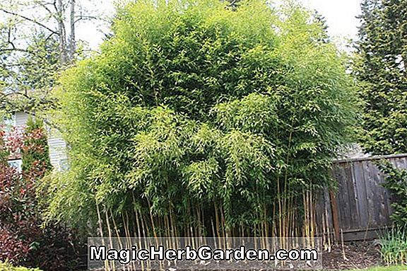 Phyllostachys nigra (Tosaensis Schwarzer Bambus) - #2