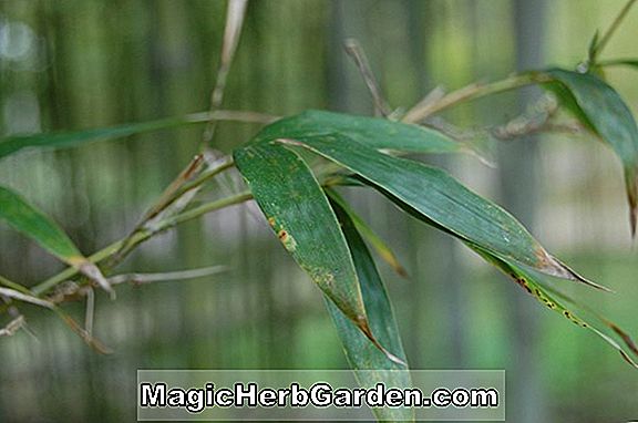 Pflanzen: Phyllostachys dulcis (Sweetshoot Bambus)