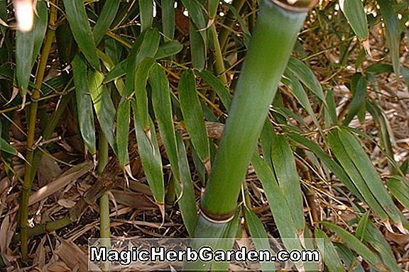 Növények: Phyllostachys platyglossa (Platyglossa Bamboo)