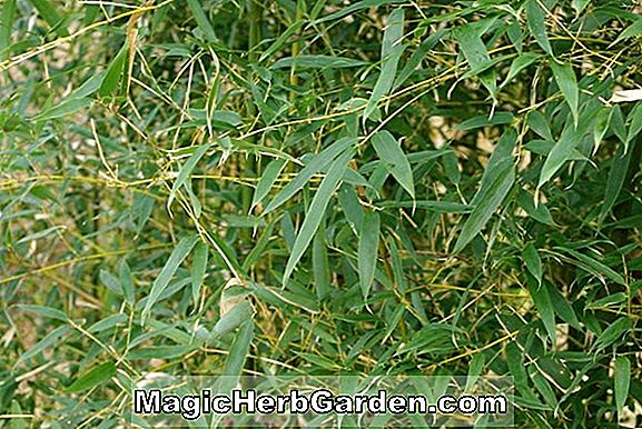Phyllostachys glauca (Yunzhu Bamboo) - #2
