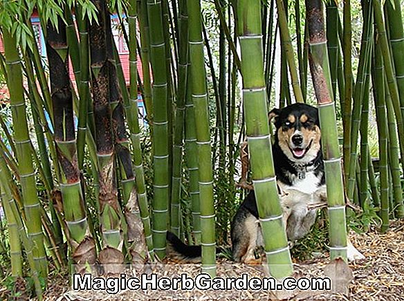 Phyllostachys nigra (Boryana Black Bamboo) - #2