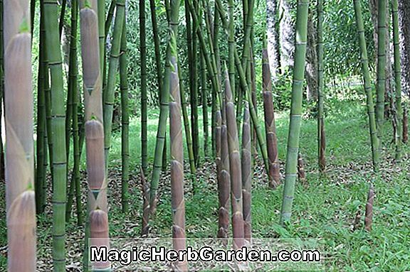 Planter: Phyllostachys nuda localis (Nuda Localis Bamboo) - #2