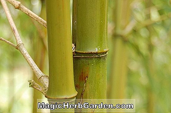 Phyllostachys praecox (Praecox Bamboo)