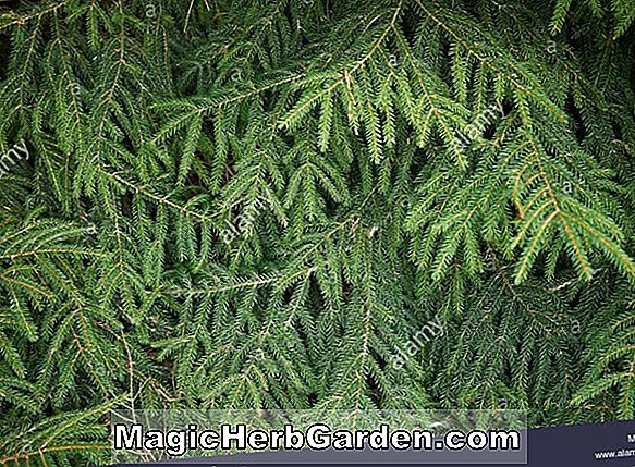Picea orientalis (Skylands Oriental Spruce)