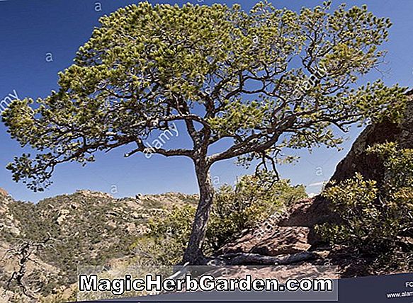 Pinus cembroides (mexikói mogyoró)