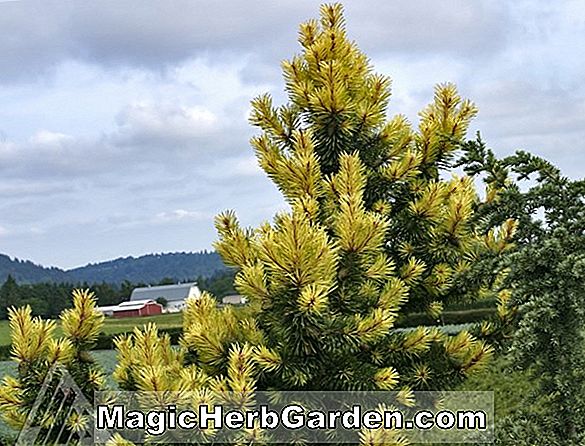 Pinus contorta (Spaan s Dwarf Shore Pine)