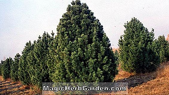 Pinus pumila (Compacta Pine)