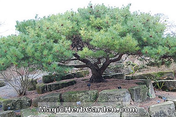 Pinus pumila (Dwarf Siberian Pine)