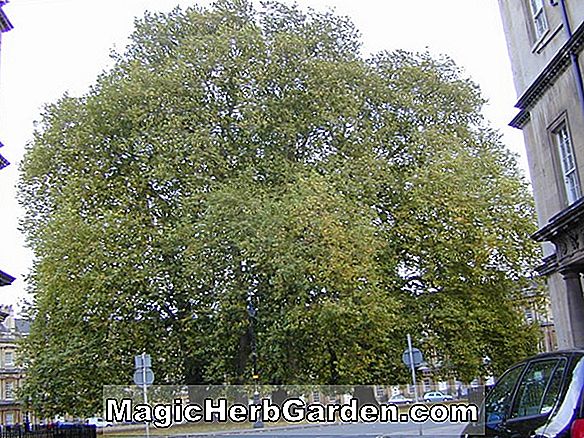 Platanus acerifolia (London Plane)