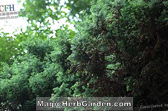 Planter: Thuja orientalis (Sanderi Chinese Arborvitae) - #2
