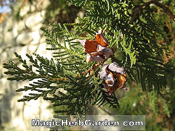 Platycladus orientalis (Decussata Chinese Arborvitae) - #2