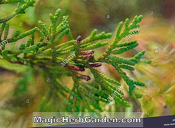 Thuja orientalis (Stricta Chinese Arborvitae)