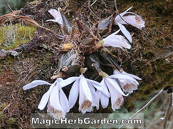 Pleione humilis (Pleion Orchid)