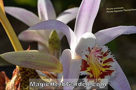 Pleione lagenaria (Pleione-Orchidee)