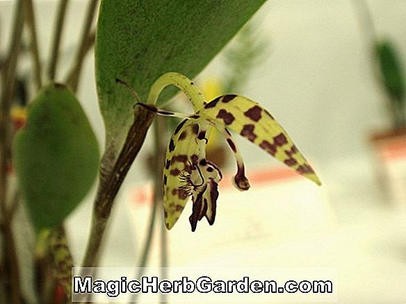 Planter: Pleurothallis bivalvis (Pleurothallis Orchid)