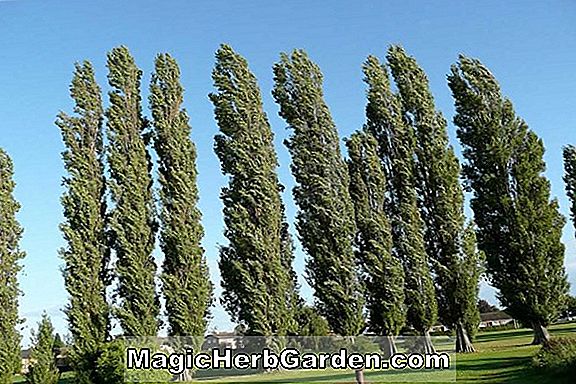 Populus nigra (Lombardy Poplar)