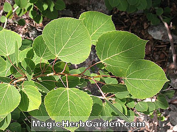 Planter: Populus tremuloides (Quaking Aspen) - #2