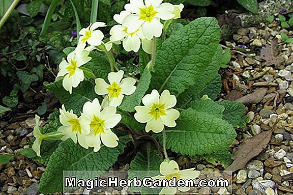 Planter: Primula (Dorothy Primrose)