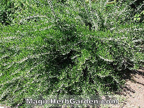 Prinsepia uniflora (Hedge Prinsepia)