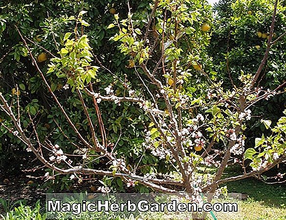 Prunus armeniaca (Moorpark Apricot) - #2