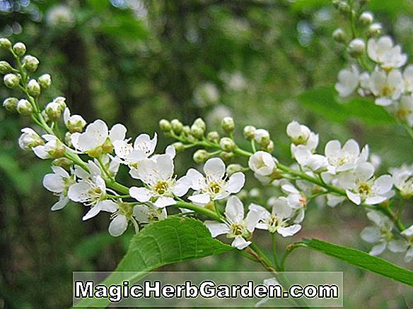 Prunus avium (Bird Cherry)