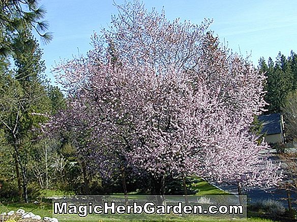 Planter: Prunus cerasifera (Thundercloud Cherry Plum)