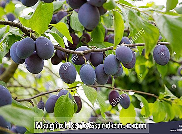 Prunus domestica (Mount Royal European Plum)