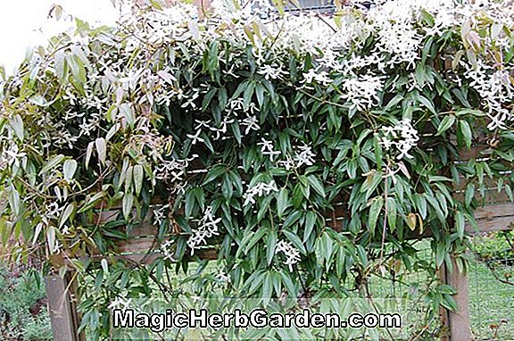 Rhododendron (Snowdrift Mollis Hybrid Azalea)