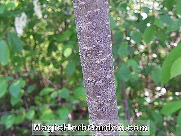 Planter: Prunus maackii (Amur Choke Cherry)