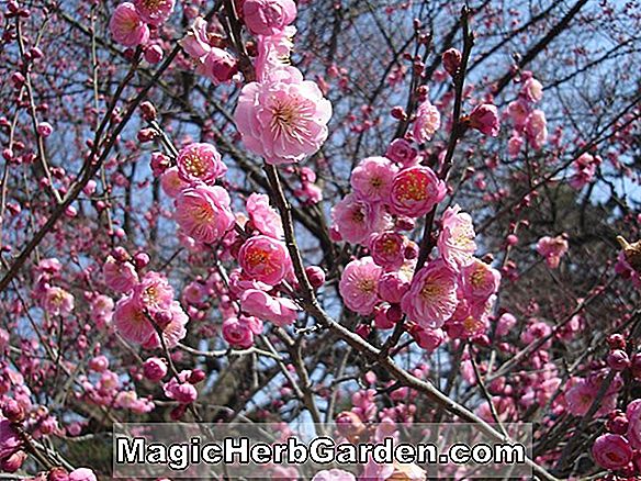 Plantes: Prunus lusitanica (Cerisier Laurel)