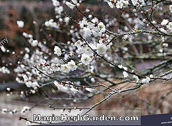 Prunus mume (Matsurabara rød japansk abrikos)