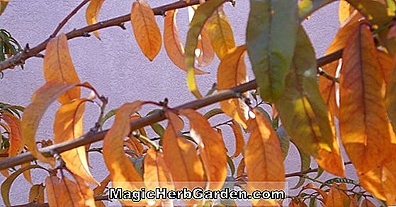 Prunus persica (Polly Peach)