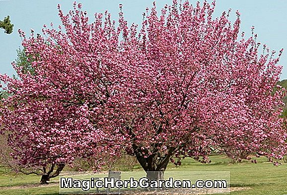 Planter: Prunus persica (Norman Peach)