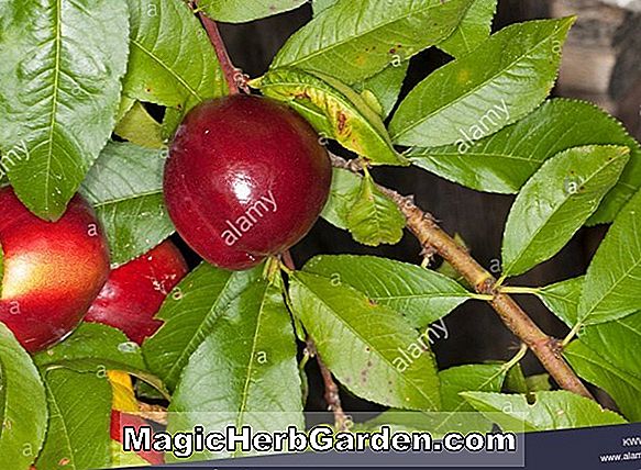 Planter: Prunus persica nucipersica (Pioneer Nectarine)