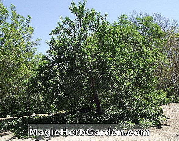 Planter: Prunus persica nucipersica (Sunbonnet Nectarine)