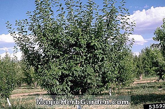 Planter: Prunus persica nucipersica (Fire Pearl Nectarine)
