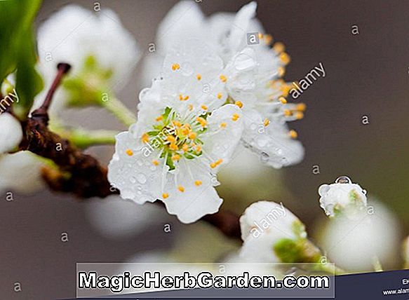 Prunus salicina (Toka Japanese Plum)