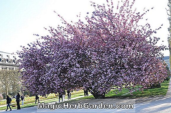 Prunus serrulata (Daikoku japansk blomstrende kirsebær)