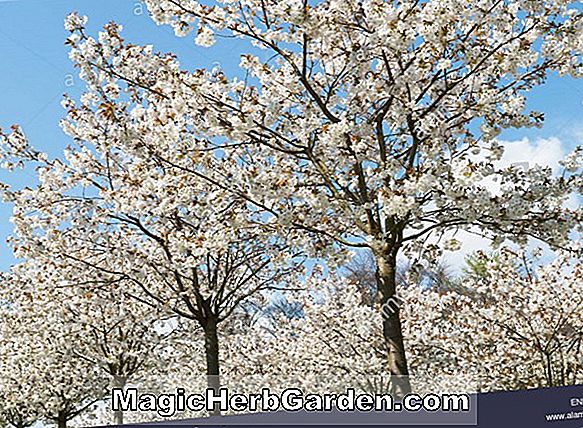 Planter: Prunus serrulata (Great White Cherry)