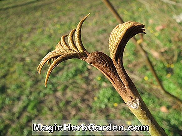 Pterocarya fraxinifolia (Kaukasisk Wingnut)